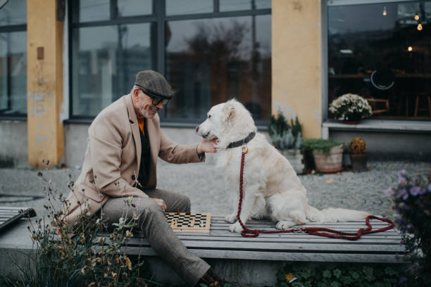 Senior man sitting on bench with his dog and playing chess. stock photo