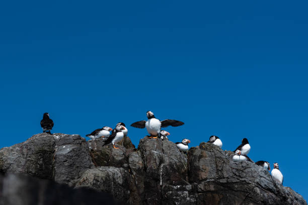 istock Puffins on rocks ii clear blue sky wings spread. Farne Islands 1433638116