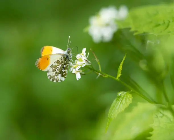 Orange tip butterfly on Cuckoo flowers. Strumpshaw Fen, May 2018