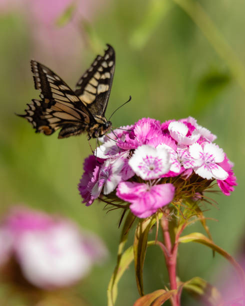 papilio machaon britannicus. borboleta de rabo de andorinha nas flores do jardim iii. - butterflies in the stomach (expressão inglesa) - fotografias e filmes do acervo