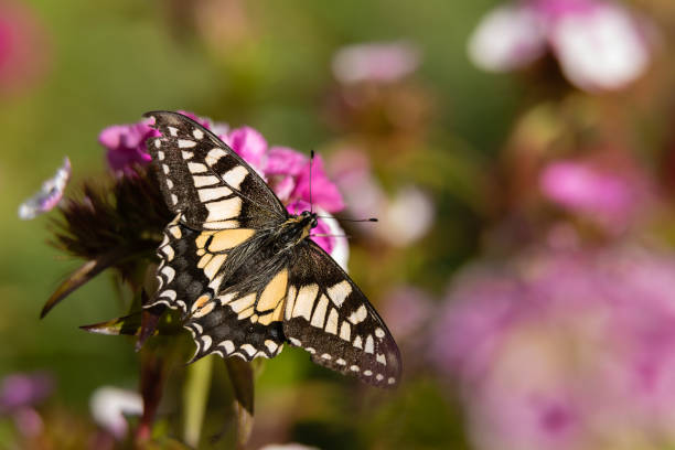 papilio machaon britannicus. borboleta de rabo de andorinha nas flores do jardim ii. . - butterflies in the stomach (expressão inglesa) - fotografias e filmes do acervo