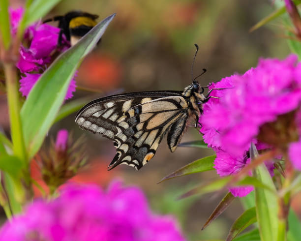 papilio machaon britannicus. borboleta de rabo de corte nas flores do jardim i. - butterflies in the stomach (expressão inglesa) - fotografias e filmes do acervo