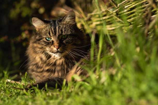 istock Tabby cat in garden grass eye contact. 1433638193