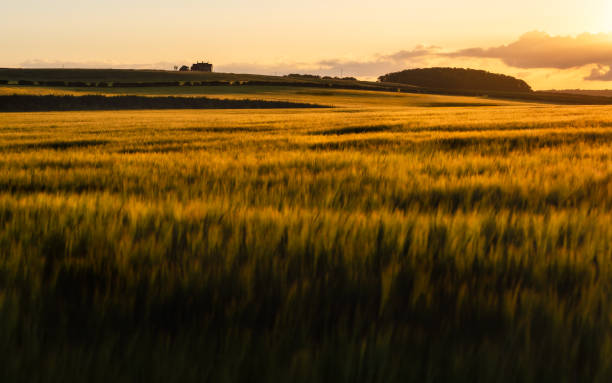 istock Golden Norfolk barley field landscape. 1433638201