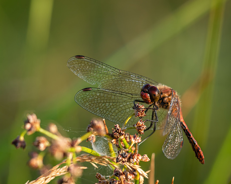 Ruddy Darter dragonfly in marsh v. Strumpshaw Fen, August 2019 Norfolk broads
