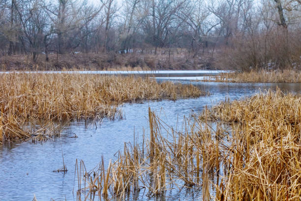istock quiet river among snowbound forest, winter natural landscape 1433638982