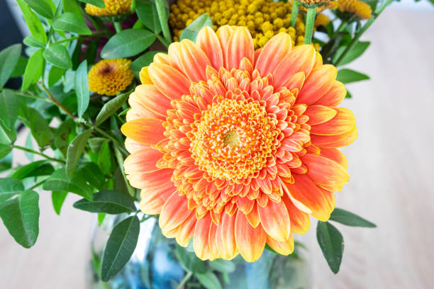 istock Gerbera flower with soft colors 1433639070