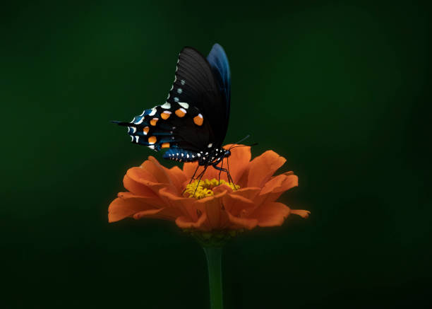 istock pipevine butterfly on zinnia 1433639850