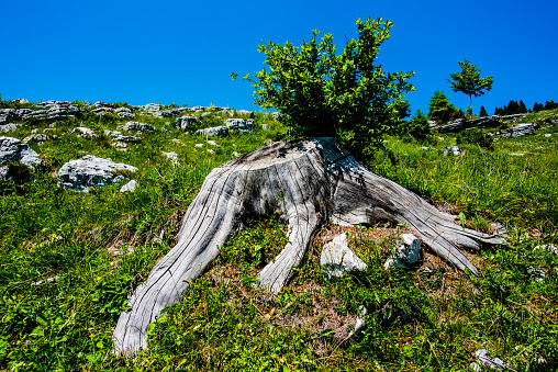 tree trunk cut in the middle of an alpine pasture in Asiago Veneto Italy