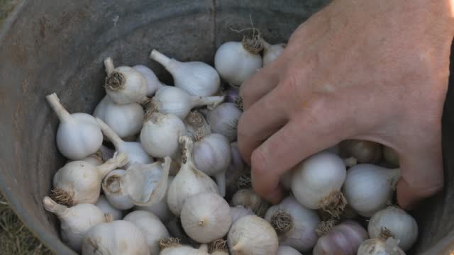 Preparing peeled garlic in a bucket for preservation for the winter