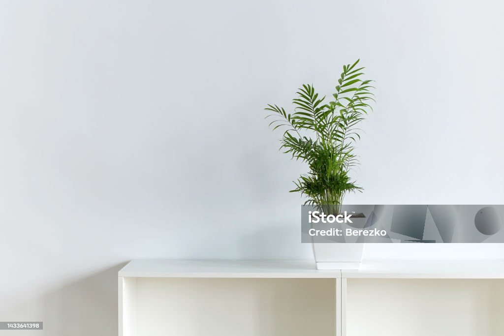 Peace Lily aka Spathiphyllum plant in the office on white wall backrgound Peace Lily aka Spathiphyllum plant in the office on white wall backrgound with copy space Bamboo Palm Stock Photo