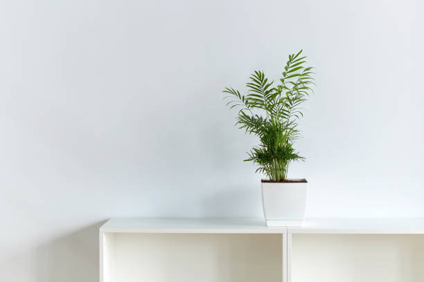Peace Lily aka Spathiphyllum plant in the office on white wall backrgound stock photo
