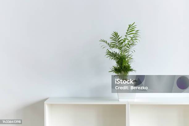 Peace Lily Aka Spathiphyllum Plant In The Office On White Wall Backrgound Stock Photo - Download Image Now