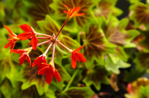 Flower heads of Vancouver centennial geranium