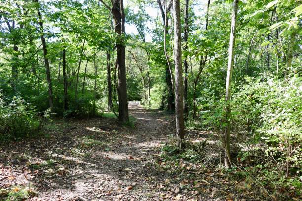 istock Hiking in the Woods 1433643131