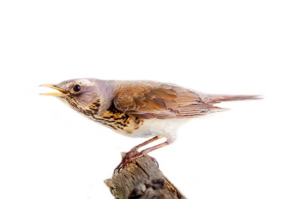 istock fieldfare (Turdus pilaris) on white background on the stump 1433646178