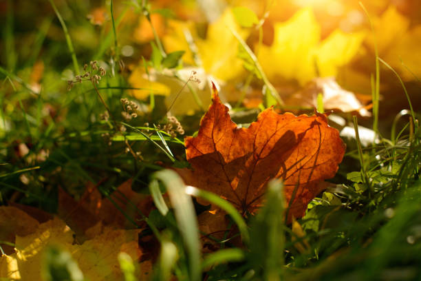 istock Beautiful autumn landscape with yellow trees and sun 1433646213