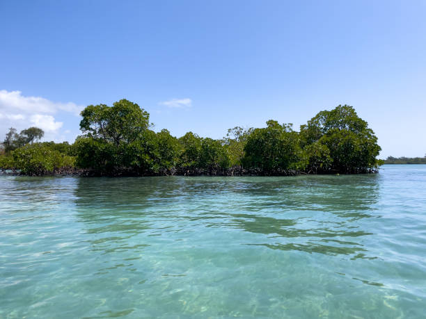 istock Turquoise water of Ile aux Cerfs, Mauritius 1433647611
