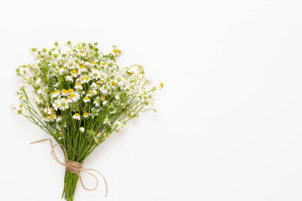 istock Chamomile flowers floral framee. Flat lay, top view. 1433648613
