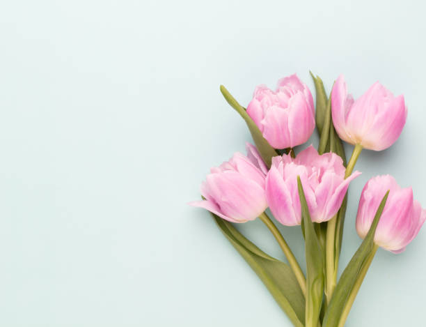 istock Pink tulip flowers on pastel background. 1433648700