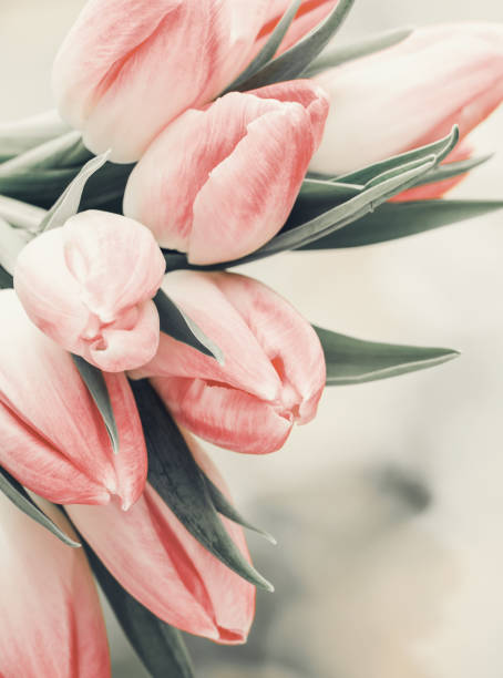 istock Spring flowers. Tulip bouquet on the bokeh background. 1433649850