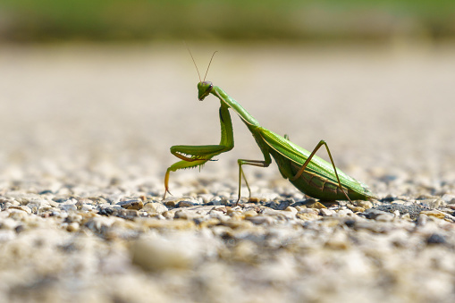 Side view of green grasshopper on finger.