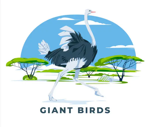 Vector illustration of A lone ostrich running across the savannah landscape. Wild animals of Africa Giant birds. Animal world and panoramic landscape. Vector flat illustration