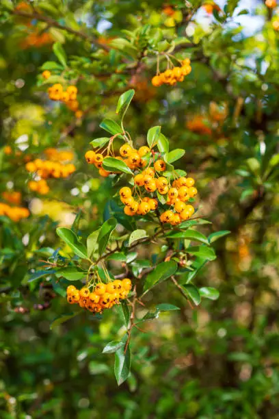 Photo of Pyracantha coccinea Soleil dOr decorative thorny shrub with many beautiful yellow fruits, golden colors