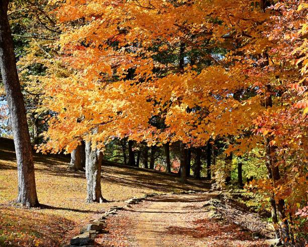 istock Colors Of Fall 1433655318
