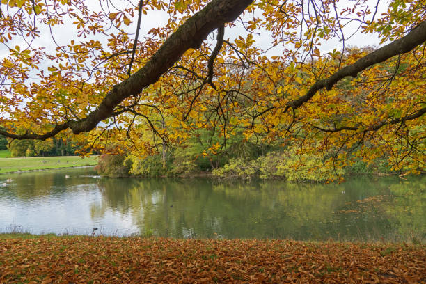 istock Autumn Landscape at Decksteiner Weiher, Cologne 1433656261