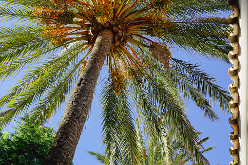 Palm Tree with date fruits.