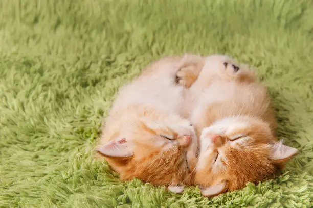 Two cute Scottish straight golden shaded chinchilla kittens are sleeping on green rug. A breed of domestic cat with natural dominant-gene mutation. Sweety ginger pets.