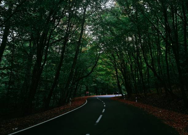 driving through the forest\nautumn moody road\nforest road