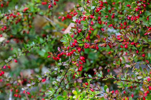 Butcher's Broom branches with ripe red berries in to the forest on a sunny day. Ruscus aculeatus bush on winter season