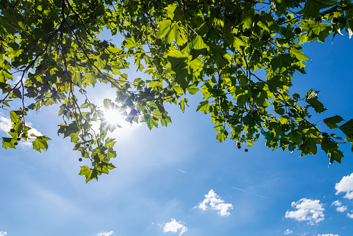 Fresh green trees and blue sky and clouds. High quality photo