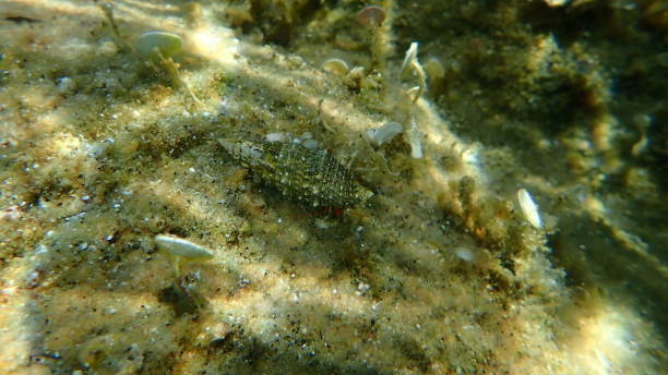 istock Mediterranean intertidal hermit crab (Clibanarius erythropus) and seashell common cerith (Cerithium vulgatum) undersea 1433658719