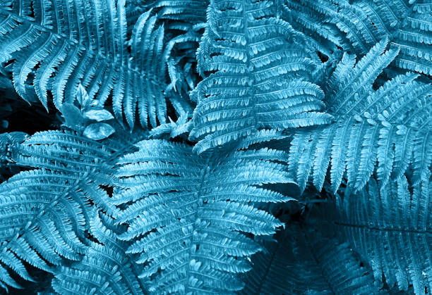 istock Natural blue green fern leaves background. 1433659836