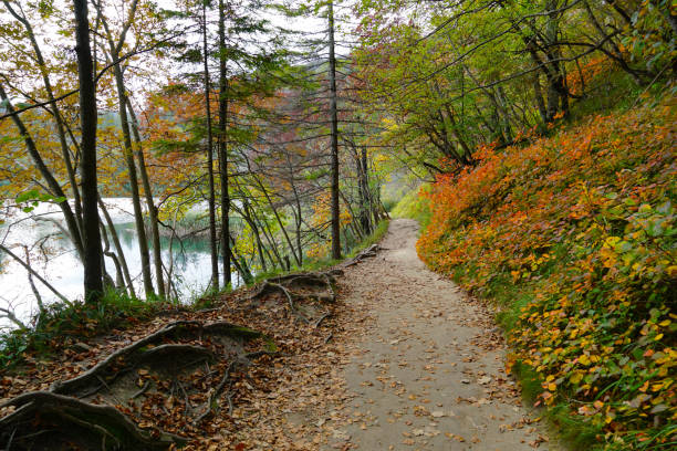 istock Forest path by the lake in pristine nature on a beautiful autumn day 1433659938