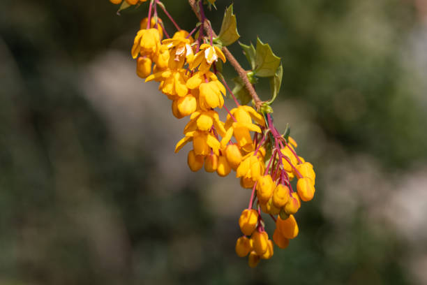 Close up of Darwins barberry (berberis darwinii) flowers in bloom