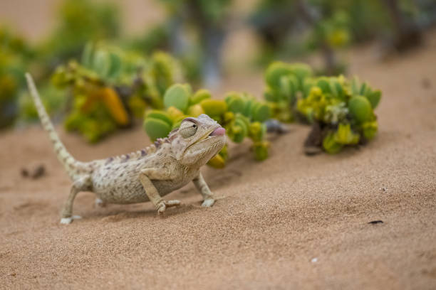 Namaqua Chameleon, Chamaeleo namaquensis, standing on the sand in the Namib desert