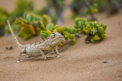 Namaqua Chameleon, Chamaeleo namaquensis, standing on the sand in the Namib desert