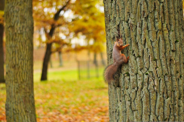 istock A beautiful red squirrel with a fluffy tail climbs a tree in an autumn park 1433661443