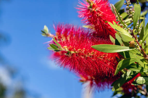 istock Red Bottlebrush flowers against blue sky background with copy space 1433662507