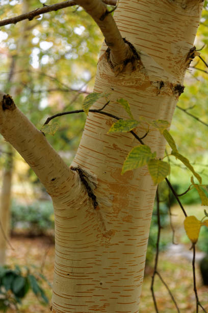 istock White, paper-like bark of Betula utilis, the Himalayan birch. 1433663037