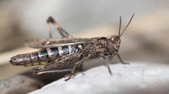 Close-up of a brown small grasshopper sitting on light-colored stones in nature.The focus is on the compound eyes.