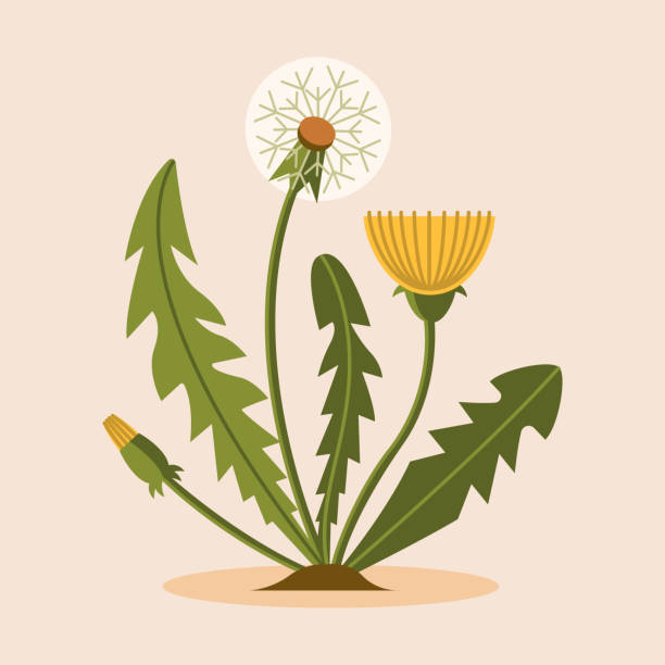 ilustrații de stoc cu păpădia de primăvară este galbenă și albă. - necultivat