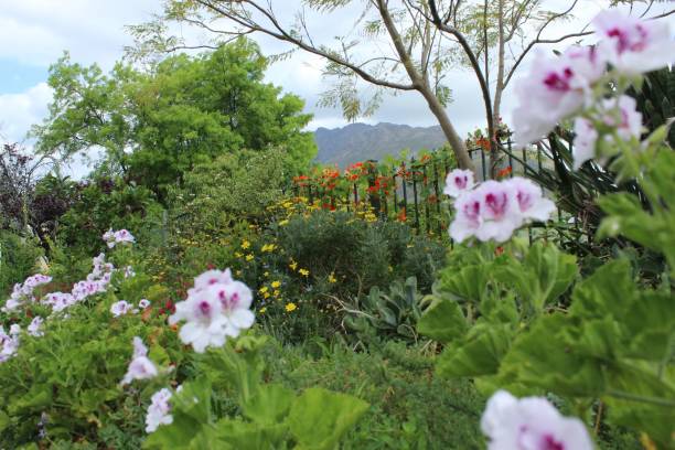 istock Pelargonium Flower Bush in Garden 1433664974