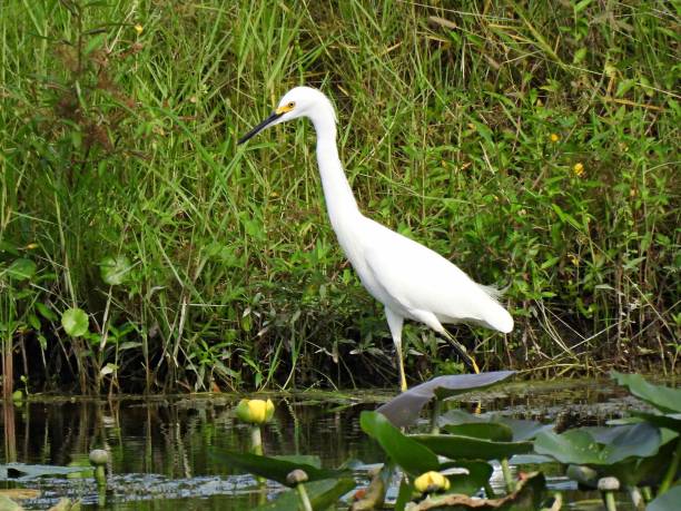 Snowy Egret (Egretta thula) - foraging in the wetlands Snowy Egret - profile heron family stock pictures, royalty-free photos & images
