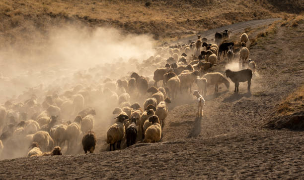 istock Herd Sheep In The Mountains. 1433665288