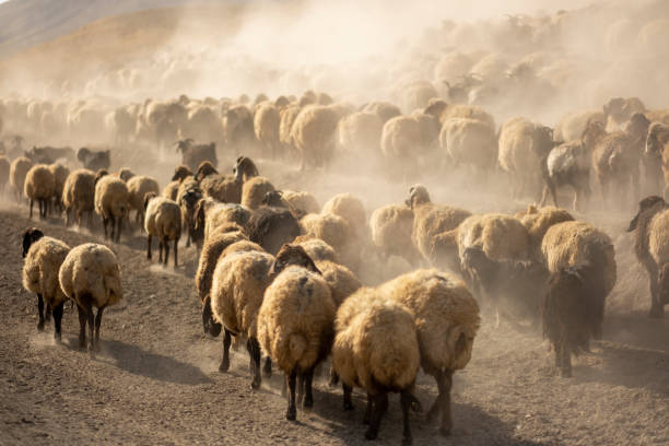 istock Herd Sheep In The Mountains. 1433665320